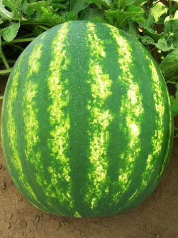 Colosseo F1 (250 seminte) pepene verde tip Crimson, Seminis