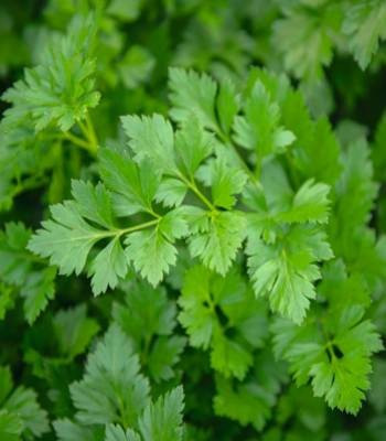Comun 3 - Rialto (Gewone Snij) - 50 grame - Seminte de patranjel de frunze de culoare verde inchis cu un potential mare de productie de la Bejo