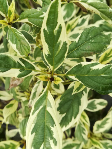 Cornus White Gold (ghiveci 1,5 L), arbust decorativ, frunze verde cu alb-cremos