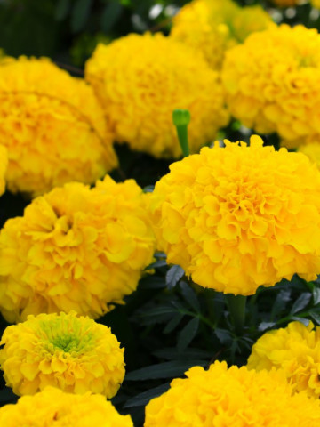 Craite pitice cu flori mari galbene (0.4 gr) seminte de craite pitice (Tagetes erecta nana)