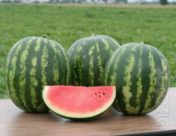 Crimstar F1 (1000 seminte) de pepene verde cu planta viguroasa dar aerisita fiind usor de intretinut si tolerant la temperaturi coborate ceea ce permite transplantarea foarte timpurie, Sakata