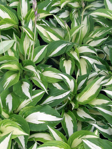 Crin de toamna Hosta Night Before Christmas (ghiveci 1,5 L), planta decorativa cu frunze mari, culoare crem cu verde inchis