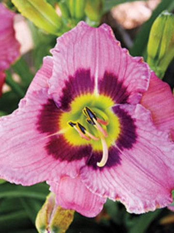 Crin Hemerocallis Always Liberty (ghiveci 1,5 L), crin de o zi cu flori gofrate, culoare visiniu inchis, purpuriu si galben