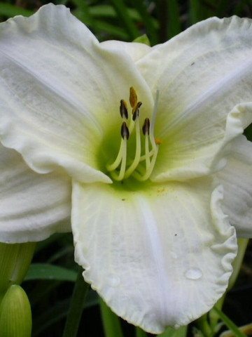 Crin Hemerocallis White Temptation (ghiveci 1,5 L), crin de o zi cu flori mari, delicate, culoare alb-cremos
