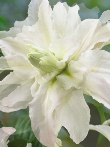 Crin Polar Star (1 bulb) culoare alba, bulbi de Crini
