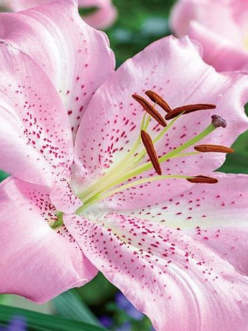 Crini Josephine (1 bulb), floare roz, bulbi de flori