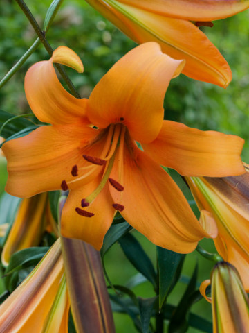 Crini Orange Space (1 bulb), floare deosebita, culoare portocalie, bulbi de flori