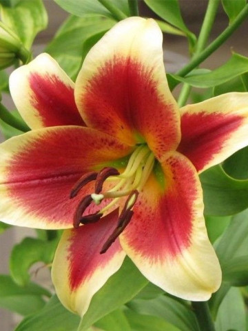 Crini Red Dutch (1 bulb), culorit unic: petalele rosu-bordo sunt marginite de un galben auriu, bulbi de flori