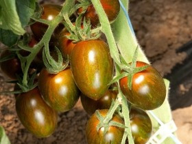 Crispino Plum F1 - 500 sem - Seminte de rosii cherry tip zebrata care se disting prin culoarea rosie/maronie intensa a fructelor forma ovaloida uniforma si un continut ridicat de dulceata de la Esasem