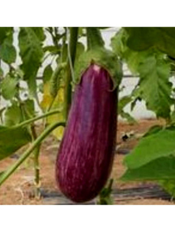 Dafne F1 (500 seminte) de vinete cu fruct oval-alungit lungime de 17-20 cm si greutate de 250-300 gr ce se caracterizeaza printr-un gust excelent, Esasem