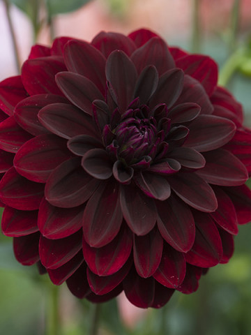 Dalie Arabian Night (1 bulb), flori rosu-inchis, intens, bulbi de flori