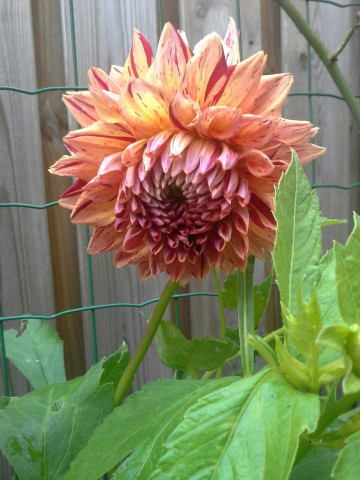 Dalie Ciaboss (1 bulb), floare culoare portocaliu, bulbi de flori