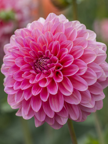 Dalie Decorative Pink (1 bulb), floare roz anuala, bulbi de flori