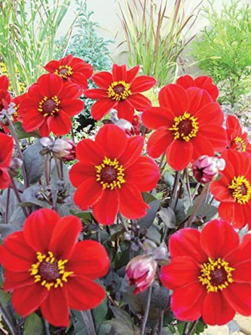 Dalie Happy Single Romeo (1 bulb), floare culoare rosu intens, bulbi de flori