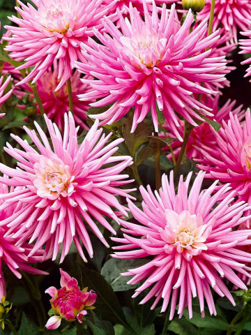 Dalie Park Princess (1 bulb), bulbi de dalii cu flori deosebite, cu petale fine, roz pastel, tip cactus, bulbi de flori