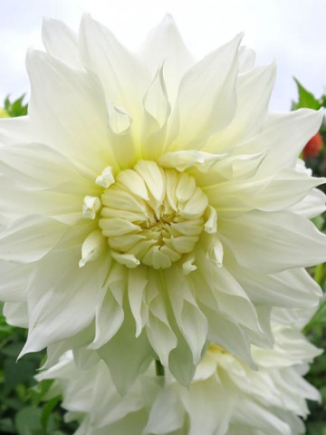 Dalie Snowcountry (1 bulb), culoare alb, deosebita, bulbi de flori