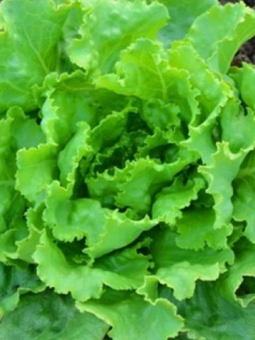 Deliane F1 (10 gr) seminte salata verde tip capatana cu perioada de productie toamna-iarna, Clause