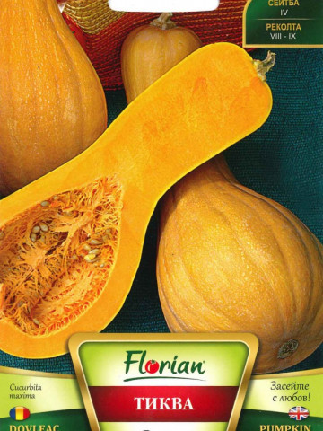 Dovleac placintar Viola cu Nervuri - 100 gr - Seminte de dovleac placintar italian mare ajunge panala 10 kg