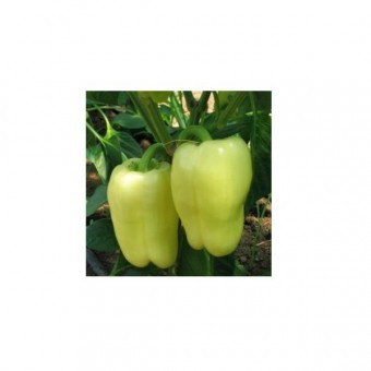 DUCU (0.7 gr) Seminte Ardei Gras DUCU Soi Semitimpuriu de la Mefim Agro