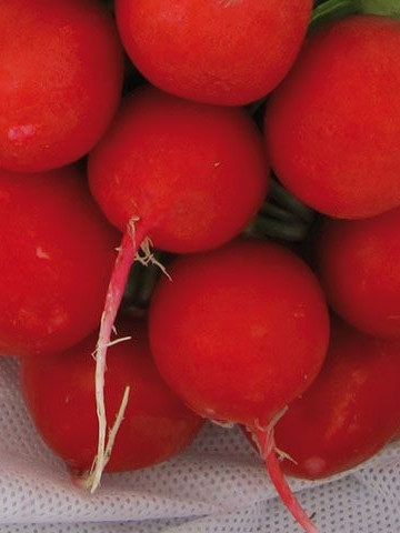 Estela - 250 grame - Seminte de ridichi cu bulbi de culoare rosie foarte apreciate in randul cultivatorilor in special pentru structura interna a bulbilor si pentru uniformitatea productiei de la Enza Zaden