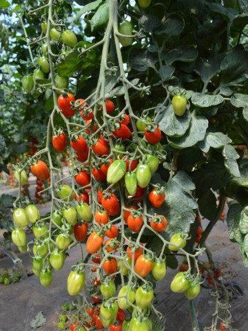 Ferdinand F1 (250 seminte) tomate cherry timpurii, fructe aromate datorita gradelor de brix (continut de zahar 8 - 9), Fito Semillas