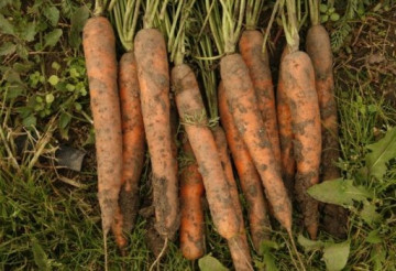 Fidra F1 (25.000 seminte) morcovi tip Nantes (calibru seminte 1.6 - 1.8) ce formeaza radacini mari , rezistent la emiterea tijei florale si un potential de productie ridicat, Rijk Zwaan