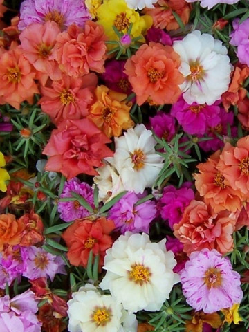 Flori de piatra double mix (5000 seminte) de flori cu aspect exotic, cu doua randuri de petale, in culori aprinse, Kertimag