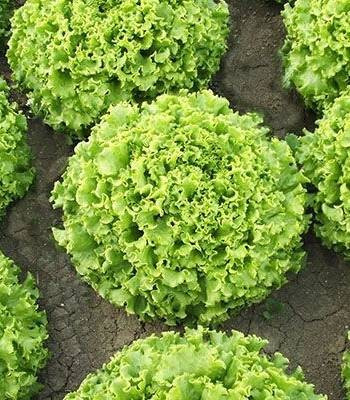 Fuzila - 5000 - Seminte drajate de salata creata de dimensiuni mari cu frunze late potrivita pentru cultura in camp fiind foarte apreciata de cultivatori avand aspect comercial foarte bun de la Enza Zaden