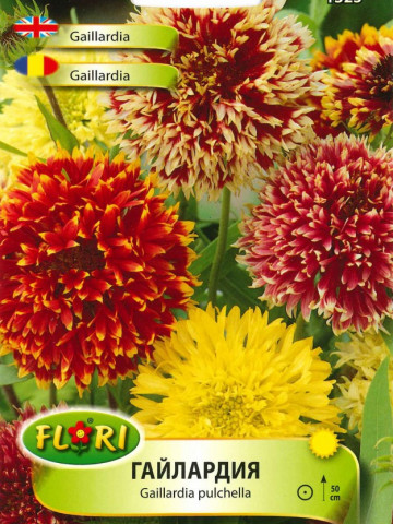 Gaillardia Pulchella - Seminte Flori Gaillardia Pulchella de la Florian