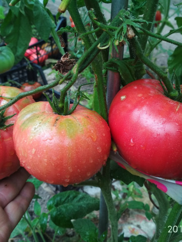 Giant Tree (40 seminte) rosii gigant, planta viguroasa tip copac, pulpa beefsteak, Garden Organic, Anglia