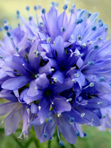 Gilia (0.5 gr) seminte planta anuala, culoare violet-blue, Agrosem