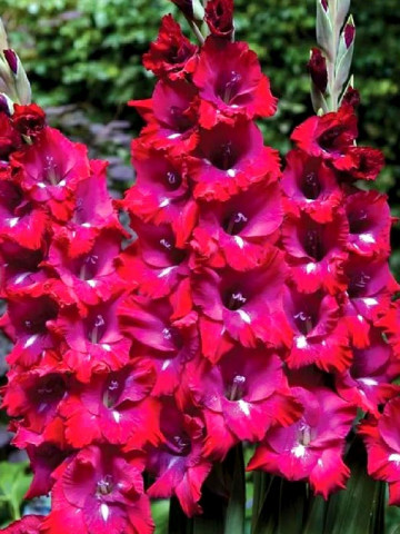 Gladiole Cassis (7 bulbi), bulbi de flori