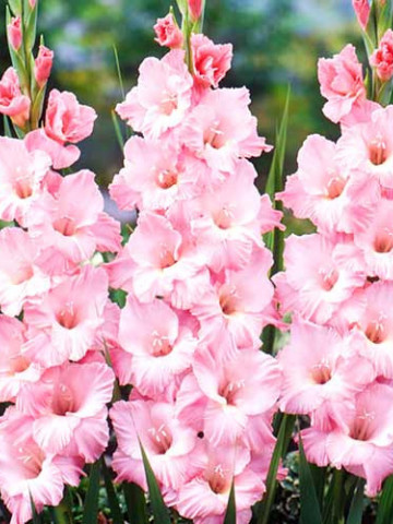 Gladiole Krasnodar (7 bulbi), culoare floare roz cu alb, bulbi de flori