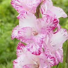 Gladiole My Love (7 bulbi), gladiole unice, cu flori albe cu o tenta de roz pal si pictate cu linii fine zmeurii, bulbi de flori