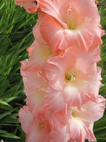 Gladiole Rose (5 bulbi), gladiole cu flori mari, elegante de culoare roz pastel, bulbi de flori