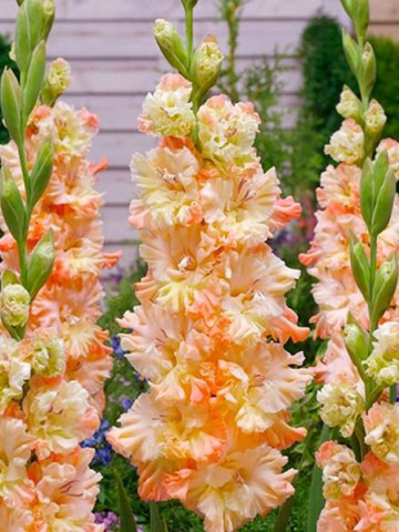Gladiole Sotsji (7 bulbi), culoare floare roz cu alb, bulbi de flori