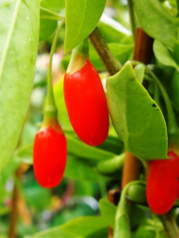 Goji Sweet Berry, rasad de Goji Berry, arbust peren rezistent la seceta, cu fructe mari de 2 cm si gust dulce, Yurta
