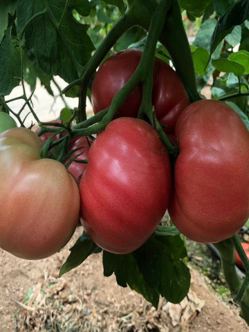 Gusto Pink (10 seminte) de tomate nedeterminate forma globulara cu nervuri si culoare roz atractiv, Yuksel
