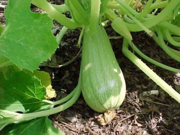 Hapy seminte dovlecei (10 gr) soi semitimpuriu romanesc verde deschis, SCDL Buzau