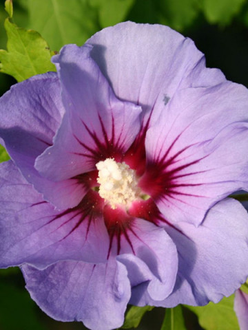 Hibiscus, 3 butasi de hibiscus syriacus, arbusti cu flori mari, divers colorate, Yurta