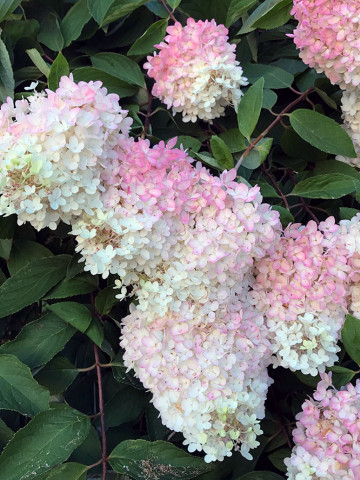 Hortensie Grandiflora, arbust ornamental cu flori grupate in buchete conice, albe, cu parfum delicat, Yurta