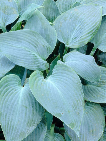 Hosta Canadian Blue (ghiveci 1,5 L), planta decorativa cu frunze culoare uniforma verde-albastrui inchis