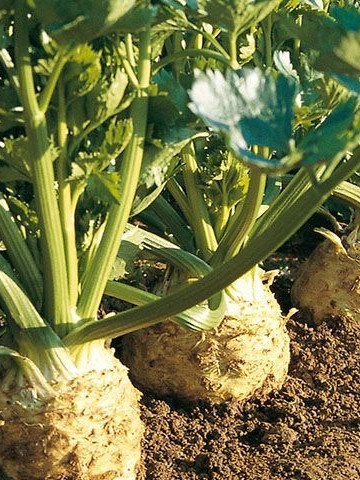 Ibis - 5000 sem - Seminte de telina cu radacini albe netede usor de curatat deoarece radacinile secundare sunt dispuse in partea de jos fiind destinata consumului in stare proaspata industrializarii si pastrarii pe termen mediu de la Enza Zaden