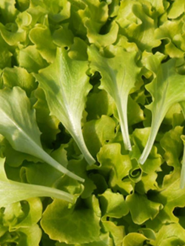 ISI 43490 - 1000 sem - Seminte de salata tip baby leaf ideala pentru consumul in stare proaspata si se preteaza a fi cultivata pe toata perioada anului in spatii protejate si in camp deschis de la Isi Sementi