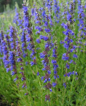 Isop – 0.2 gr – Seminte Plante Medicinale Isop Planta Perena de la Florian