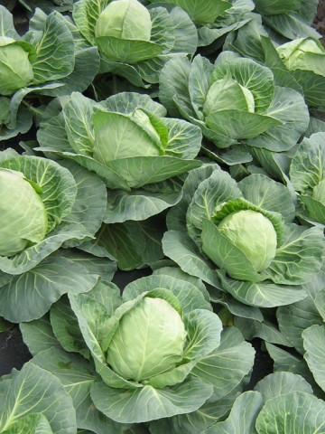Jetma F1 (2500 seminte) varza alba ce prezinta o crestere si o dezvoltare foarte rapida formand capatani uniforme dense rotunde de culoare verde mediu, Rijk Zwaan