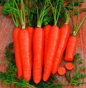 Katop F1 - 25.000 sem - Seminte de morcovi tip Nantes extra timpuriu ce poate fi recoltat si dupa 70 de zile de la semanare dar la maturitate deplina ajungand doar dupa 85 de zile de la Agri Saaten