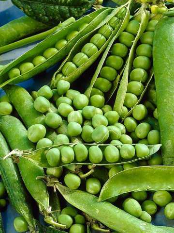 Kelvedon Wonder (25 kilograme) mazare semitimpurie, 4 Agro