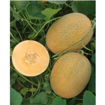 Kemer Orange F1 (1000 seminte) de pepene galben cu productivitate mare, Yuksel