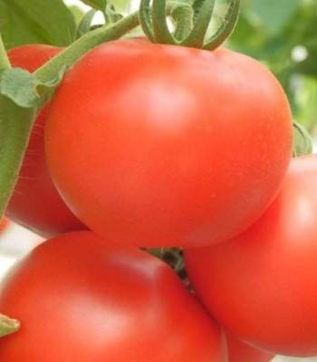 Kiveli F1 (100 seminte) rosii nedeterminate, Seminis